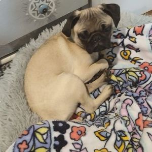 Meet your Posher, George